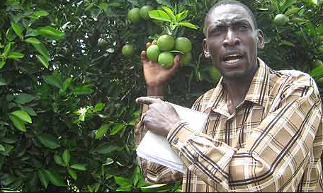 Clean citrus planting materials can help farmers cut chemical use in production for export.PHOTO: TWITTER