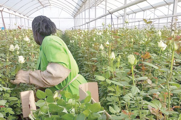 A woman picking flowers at Oserian Flower Farm