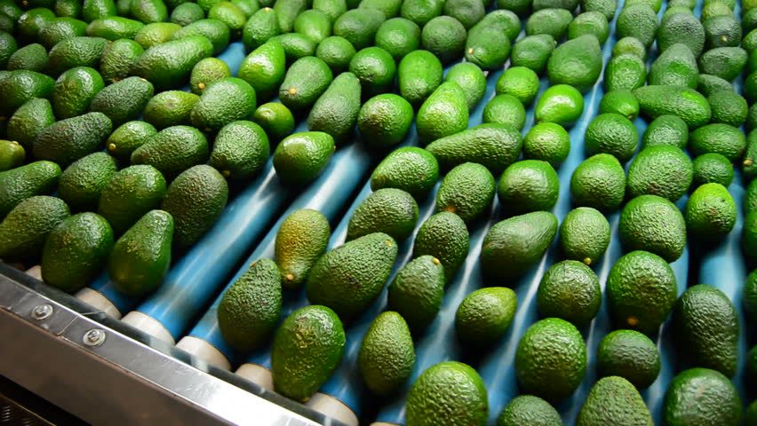 Avocado Farmers in kenya