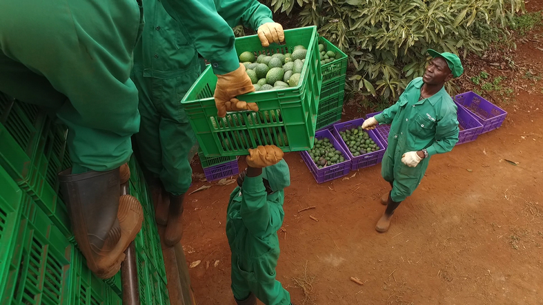 Avocado harveting