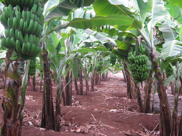 Banana Farming in Kenya