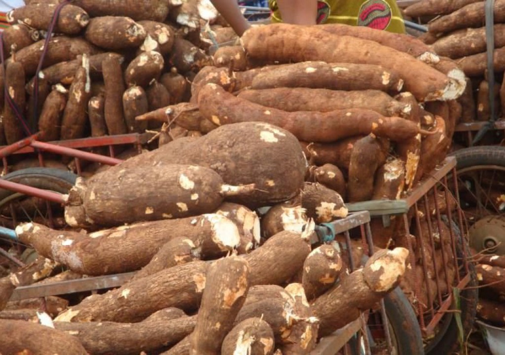 CASSAVA TUBERS