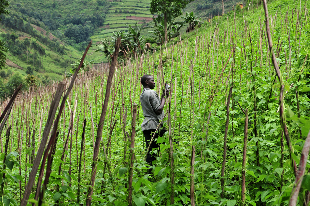 Climbing beans uganda2 lo