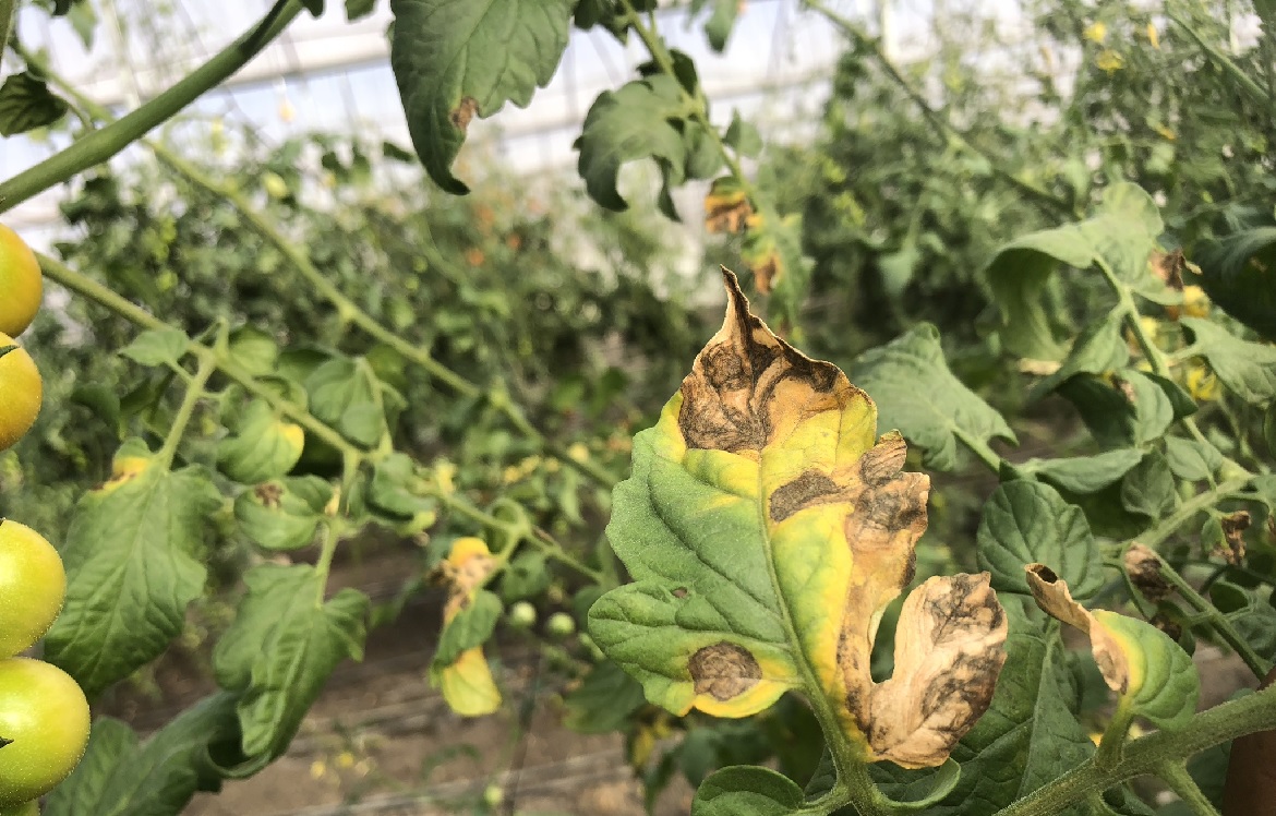 Early blight of tomato