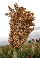 KARI mtama1 sorghum variety