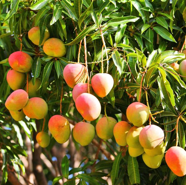 Mango farm