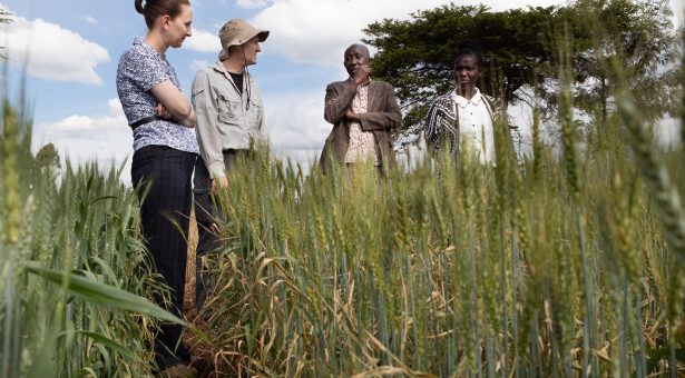 Marple Kenya 1 615x340