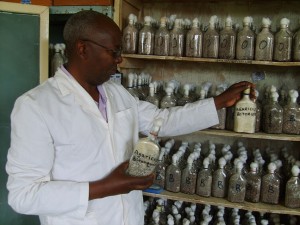 Mr. Kany with the Button Agaricus Bitorquis spawn in the soil laboratory. 300x225