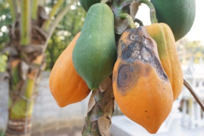 PAPAYA pawpaw ANTHRACNOSE disease