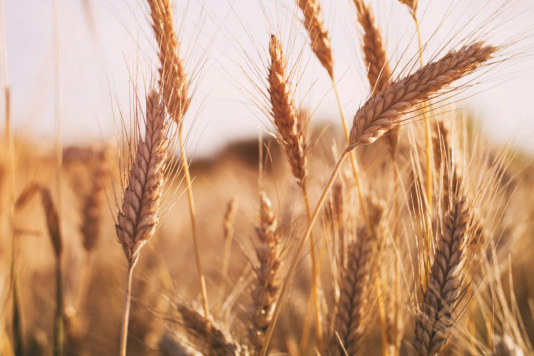 Wheat photo cred Adobe stock E copy