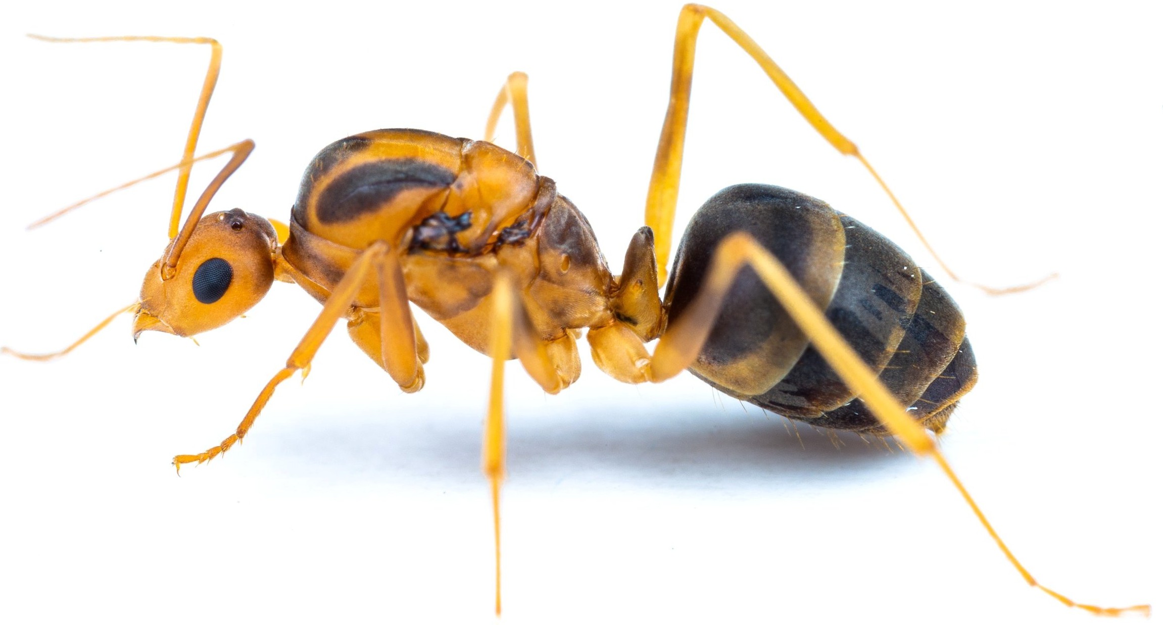 Yellow crazy ant