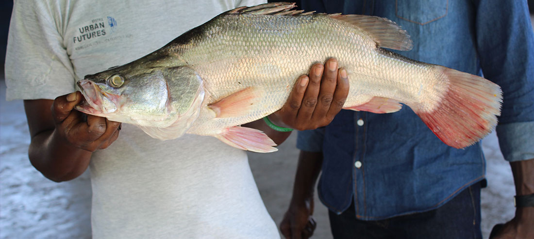 aquaculture fish production