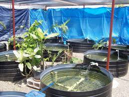 bucket fish ponds