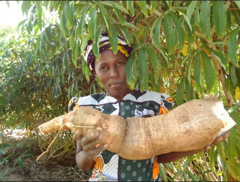 cassava 25kilo