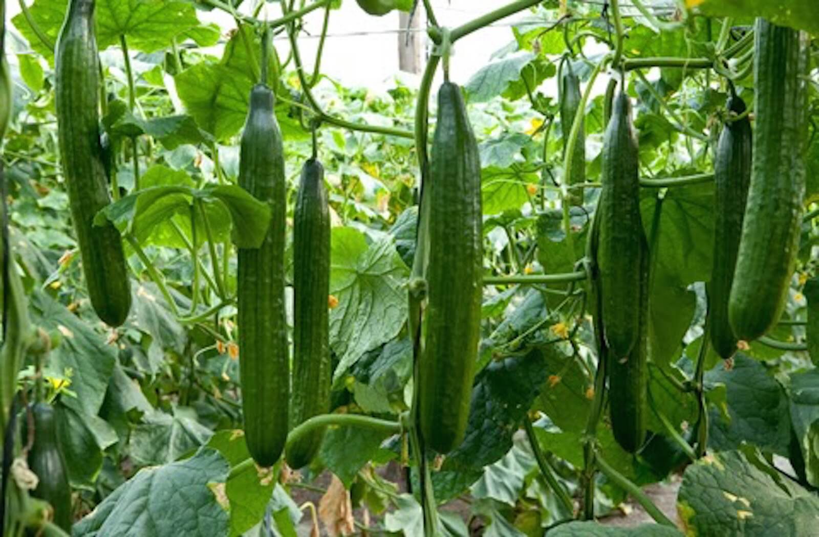 cucumber market