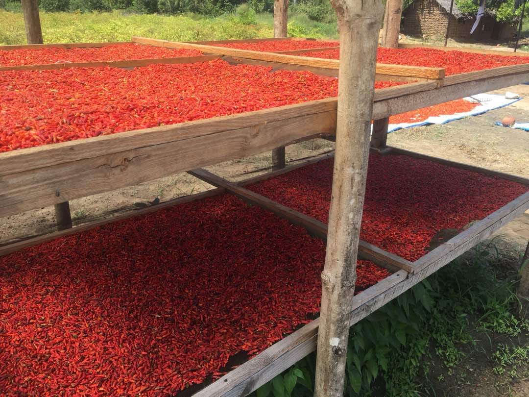 drying chilli