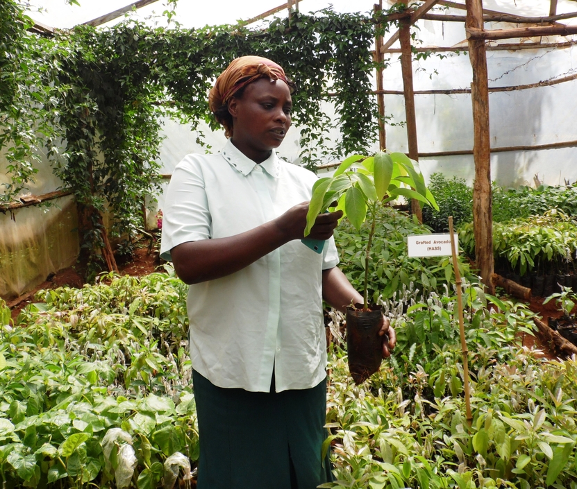 keziah 2 wonder crops fruit seedlings