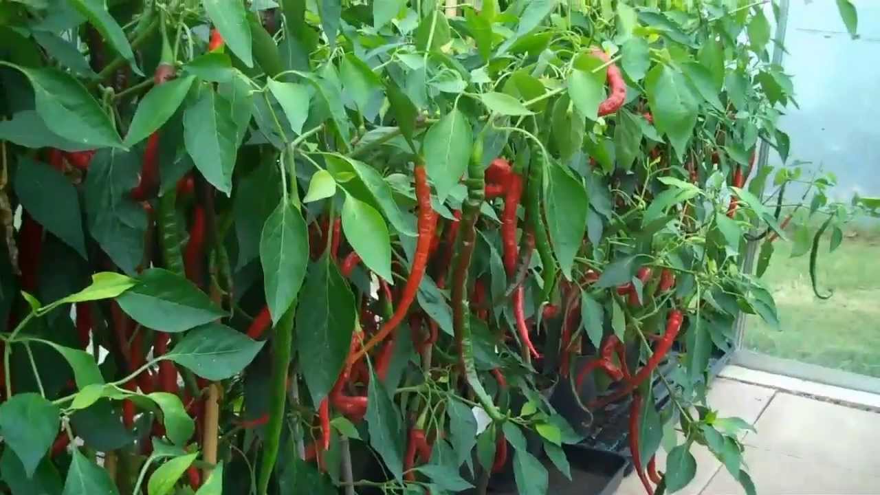 long cayenne