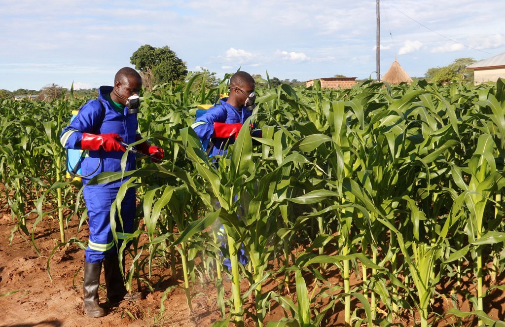 maize spraying