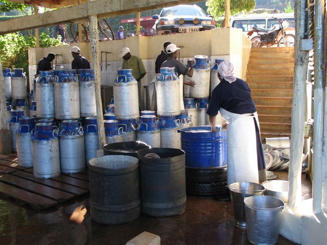 mukurweini wakulima dairy