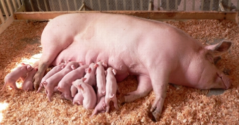 pigfeedingpigletsbyresource.teachnet.ie.jpg