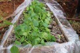 potato stemcuttings