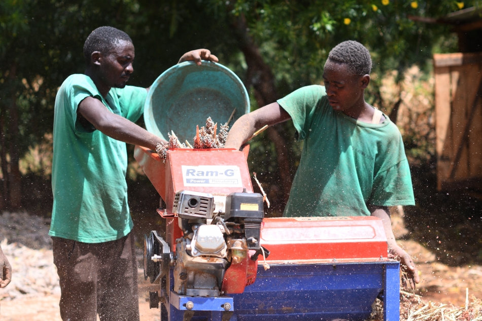 sorghum thresher