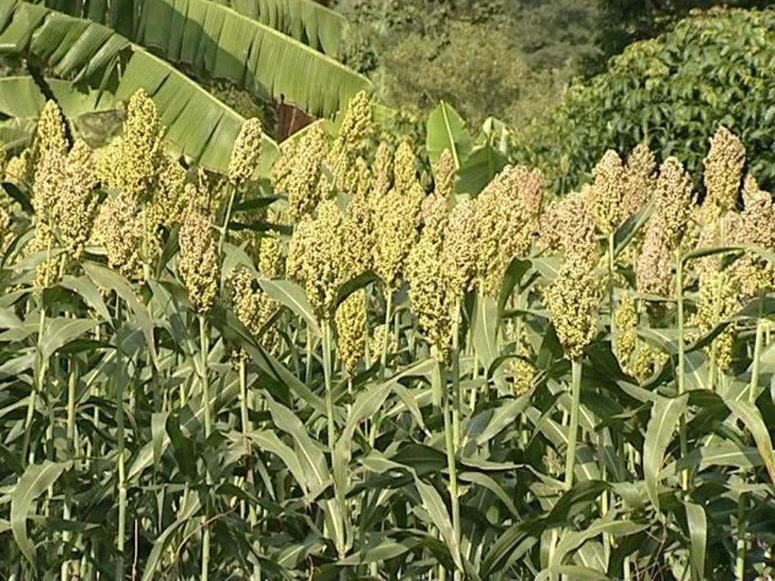 sorghum white