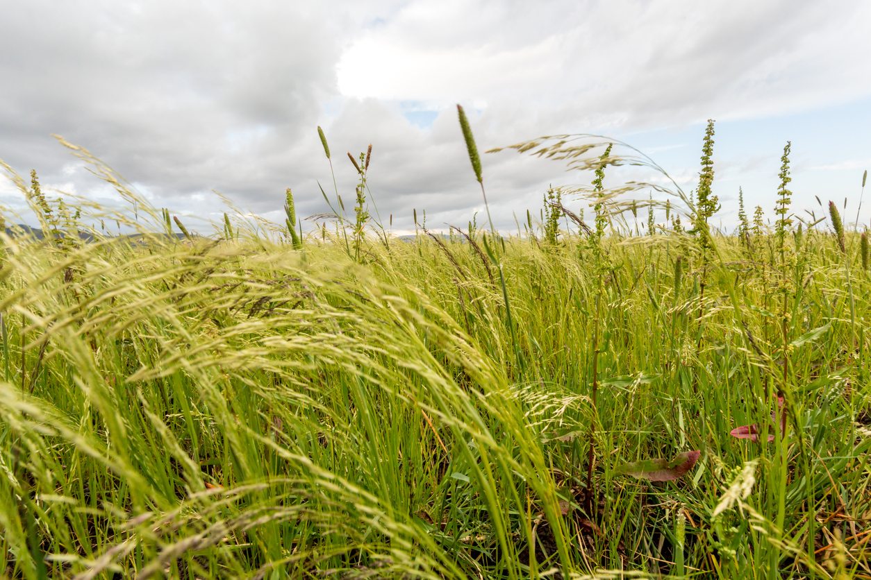 teff grass