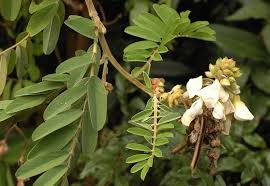 tephrosia plant