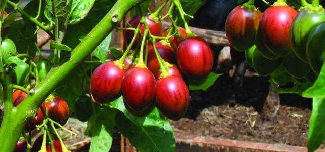 tomato tree