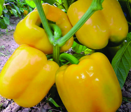 yellowcapsicum-sakuraseed.com